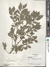 Euonymus alatus image