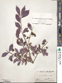 Euonymus alatus image