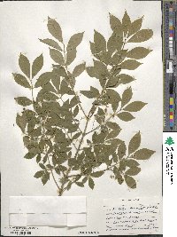 Euonymus alatus image