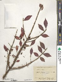 Euonymus alatus image