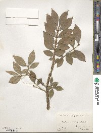 Euonymus alatus image