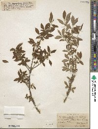 Euonymus alatus image