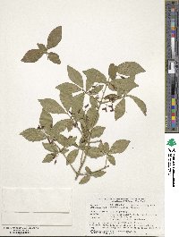 Euonymus alatus image