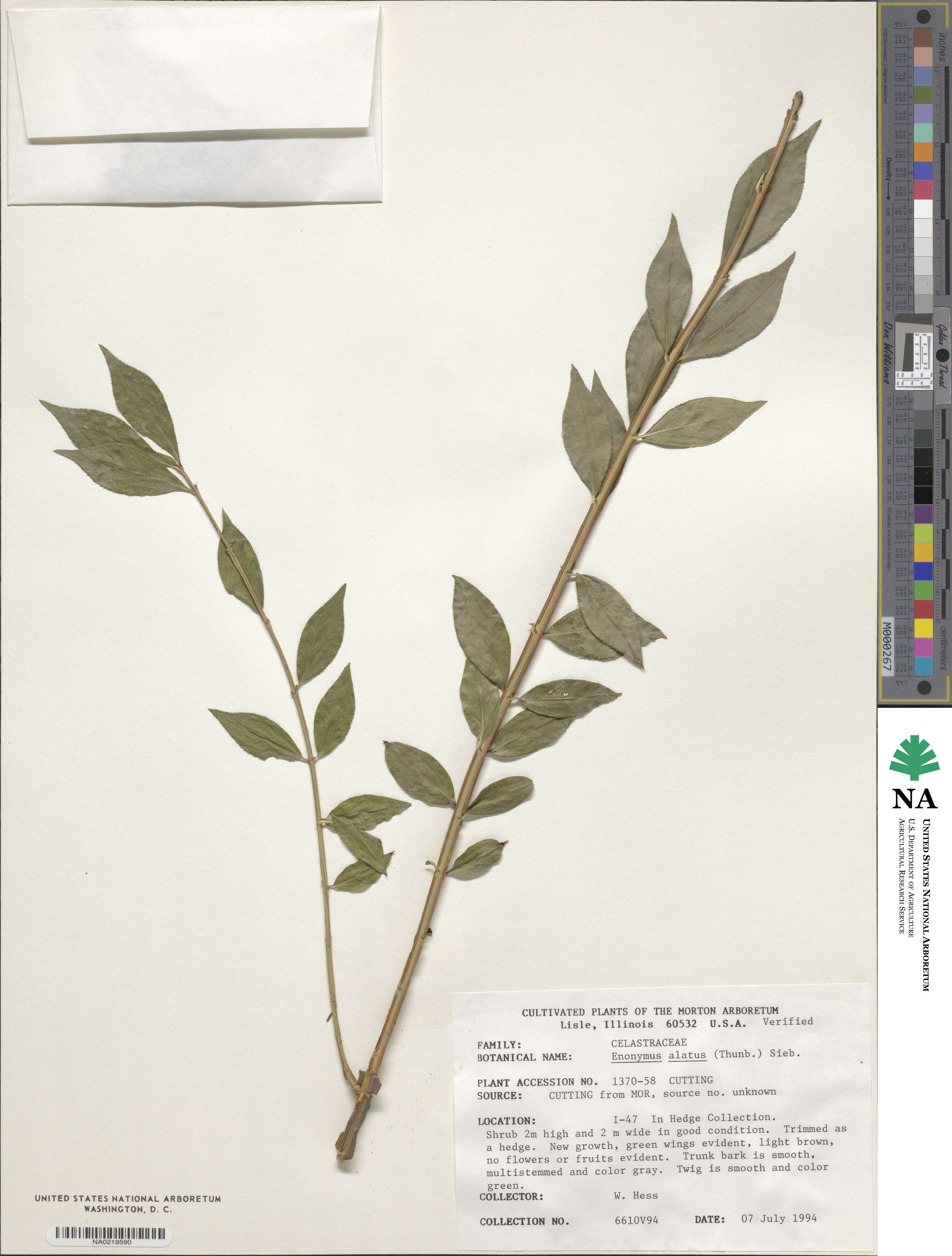 Euonymus alatus image