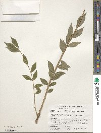 Euonymus alatus image