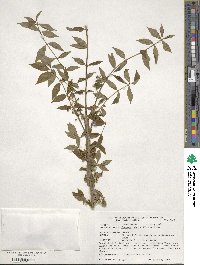 Euonymus alatus image