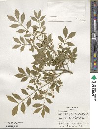 Euonymus alatus image