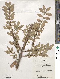 Euonymus alatus image