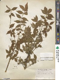 Euonymus alatus image