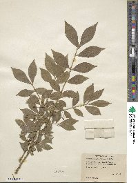 Euonymus alatus image