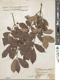 Euonymus alatus image