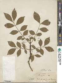 Euonymus alatus image