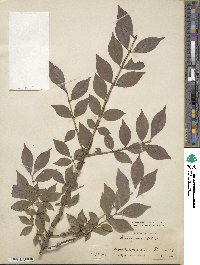 Euonymus alatus image