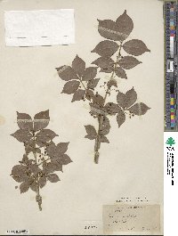 Euonymus alatus image