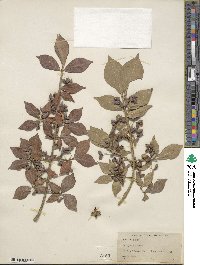 Euonymus alatus image