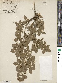 Euonymus alatus image