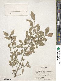 Euonymus alatus image