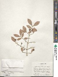 Euonymus alatus image