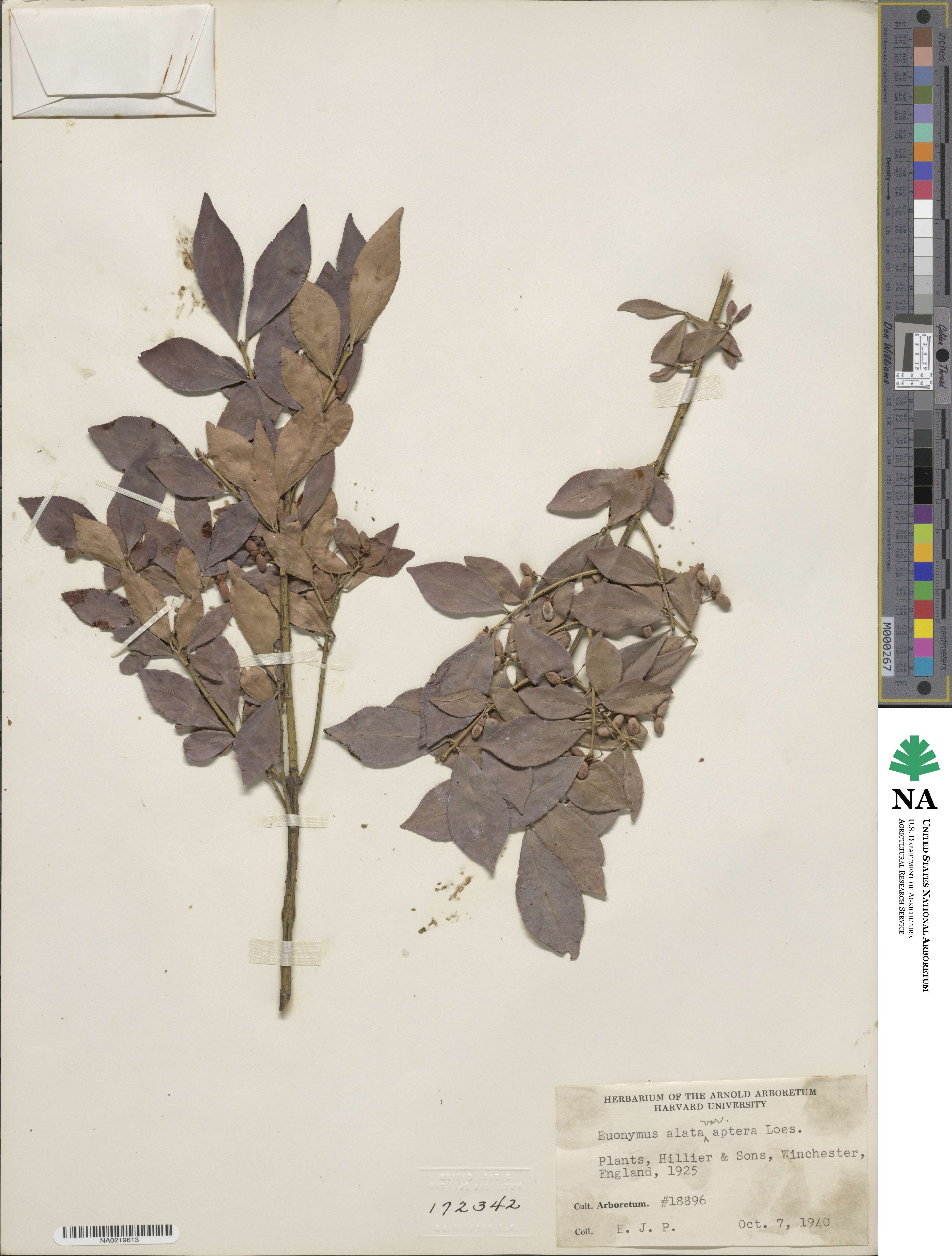 Euonymus alatus image