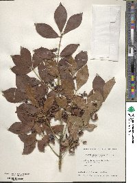 Euonymus alatus image