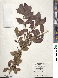 Euonymus alatus image