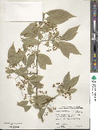 Euonymus alatus image