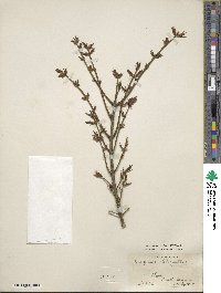 Euonymus alatus image