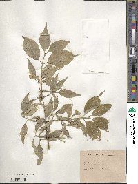 Euonymus americanus image