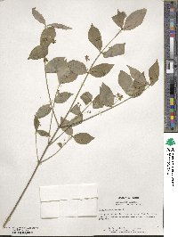 Euonymus americanus image