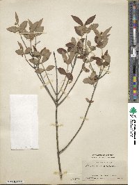 Euonymus americanus image