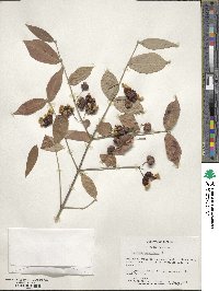 Euonymus americanus image