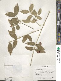 Euonymus americanus image