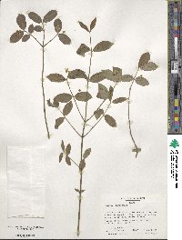 Euonymus americanus image