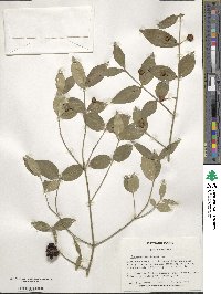Euonymus americanus image