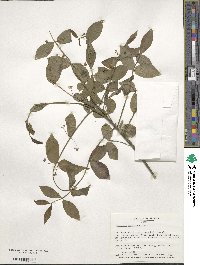 Euonymus americanus image