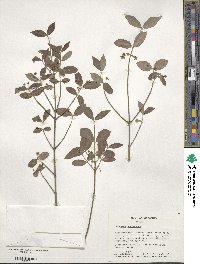 Euonymus americanus image