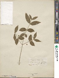 Euonymus americanus image