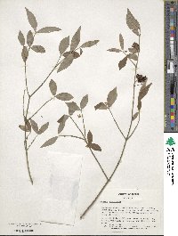 Euonymus americanus image