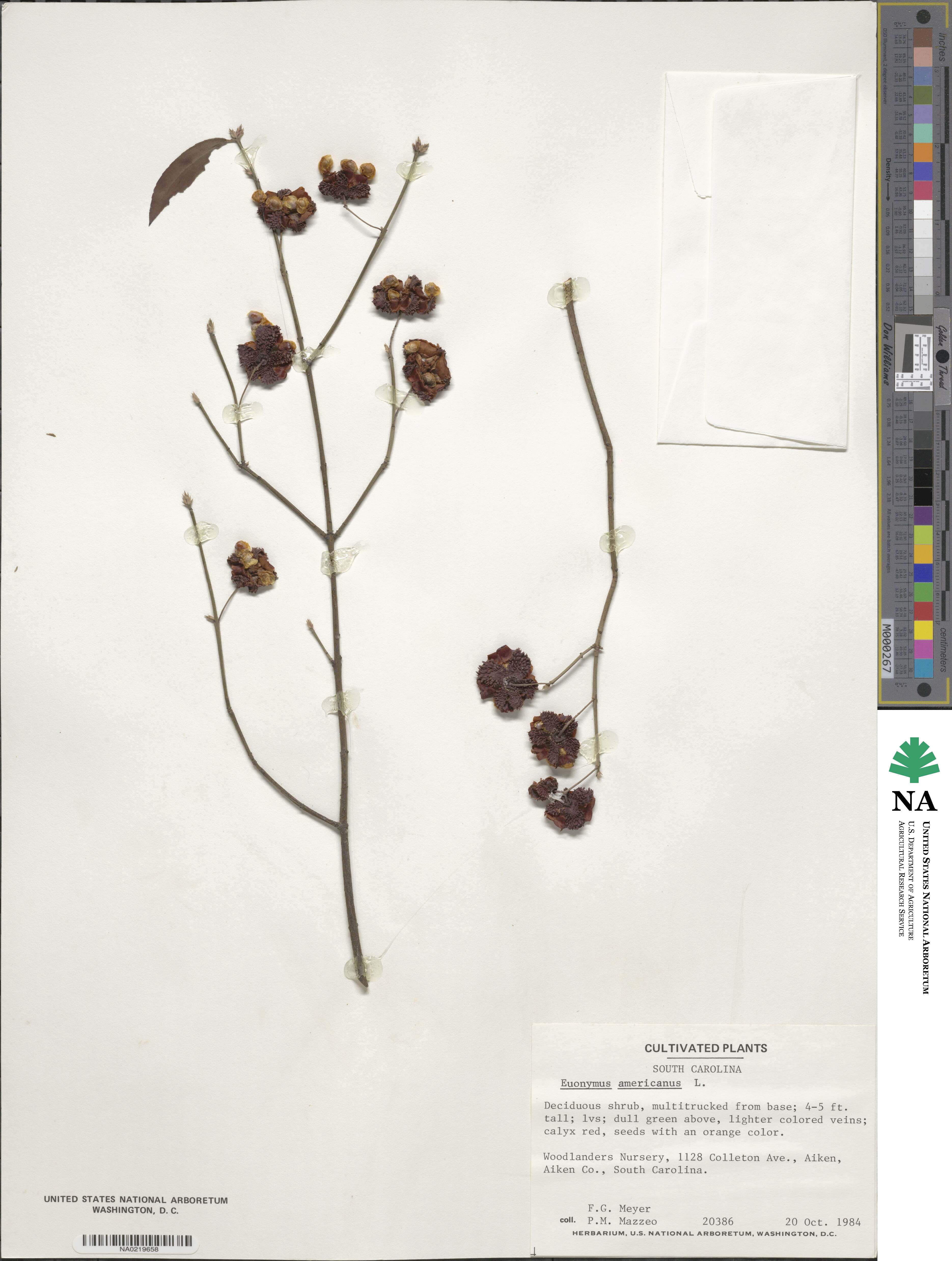 Euonymus image