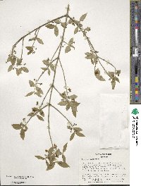 Euonymus americanus image