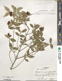 Euonymus americanus image