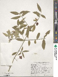 Euonymus americanus image