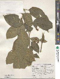 Euonymus atropurpureus image