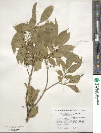 Euonymus atropurpureus image