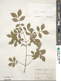 Euonymus atropurpureus image