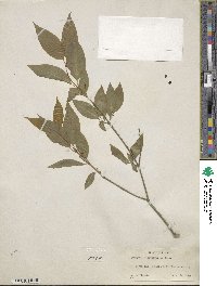 Euonymus atropurpureus image