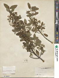 Euonymus europaeus image