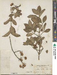 Euonymus europaeus image