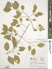 Euonymus maackii image