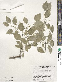 Euonymus maackii image